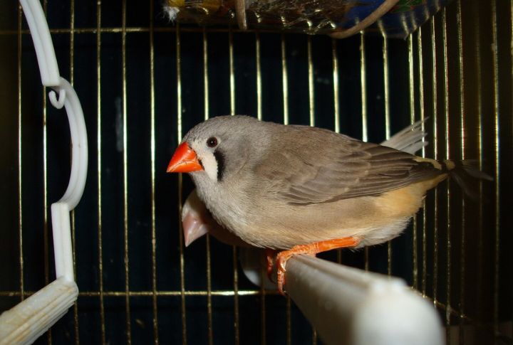 Zebra Finch